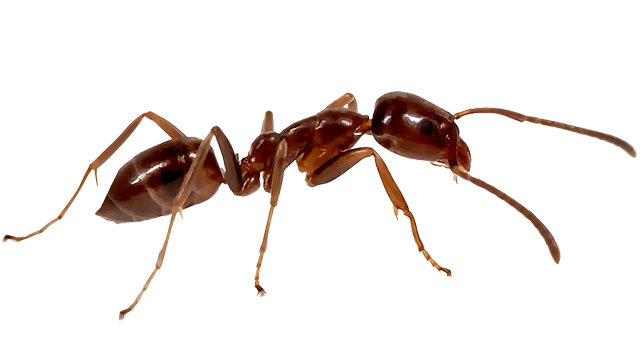 Argentine Ant